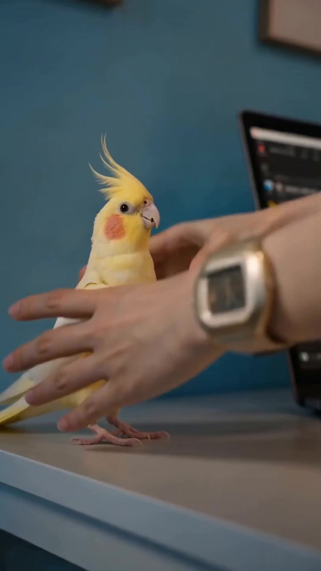 Episode 3 - My Parrot Made Me a Top Streamer