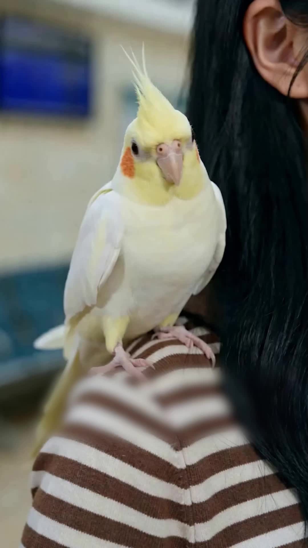 Episode 15 - My Parrot Made Me a Top Streamer