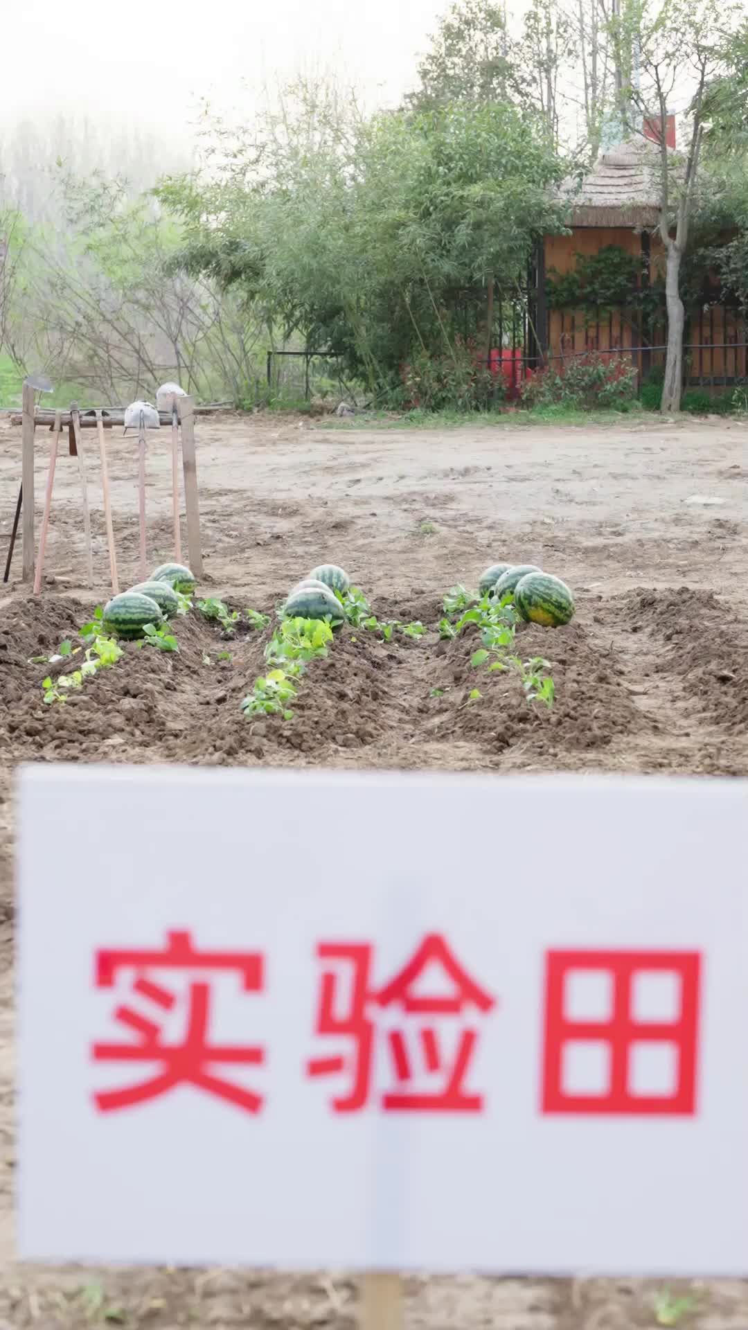 第7集 - 曉曉邀三哥直播，眾人盼嘗千元西瓜