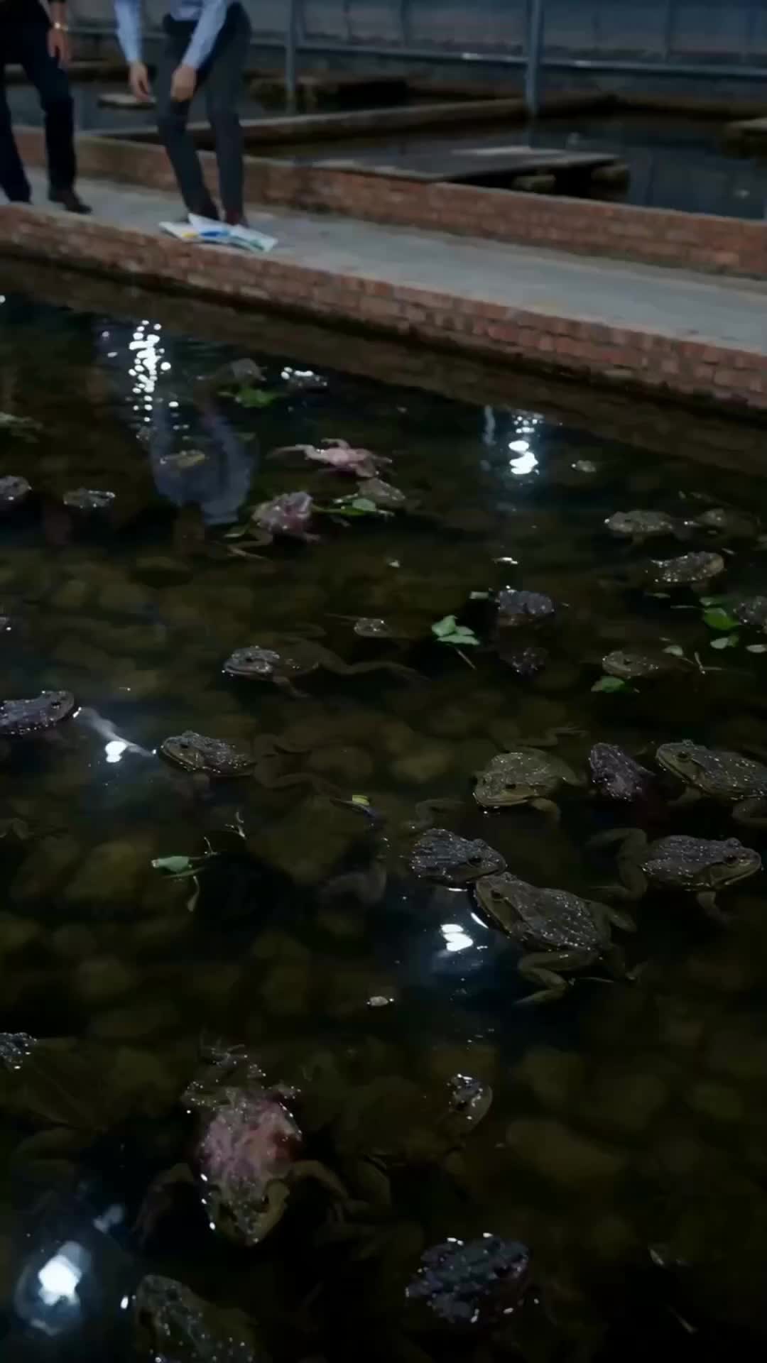 Episode 8 - Kicked Out? Now I'm a Frog Tycoon