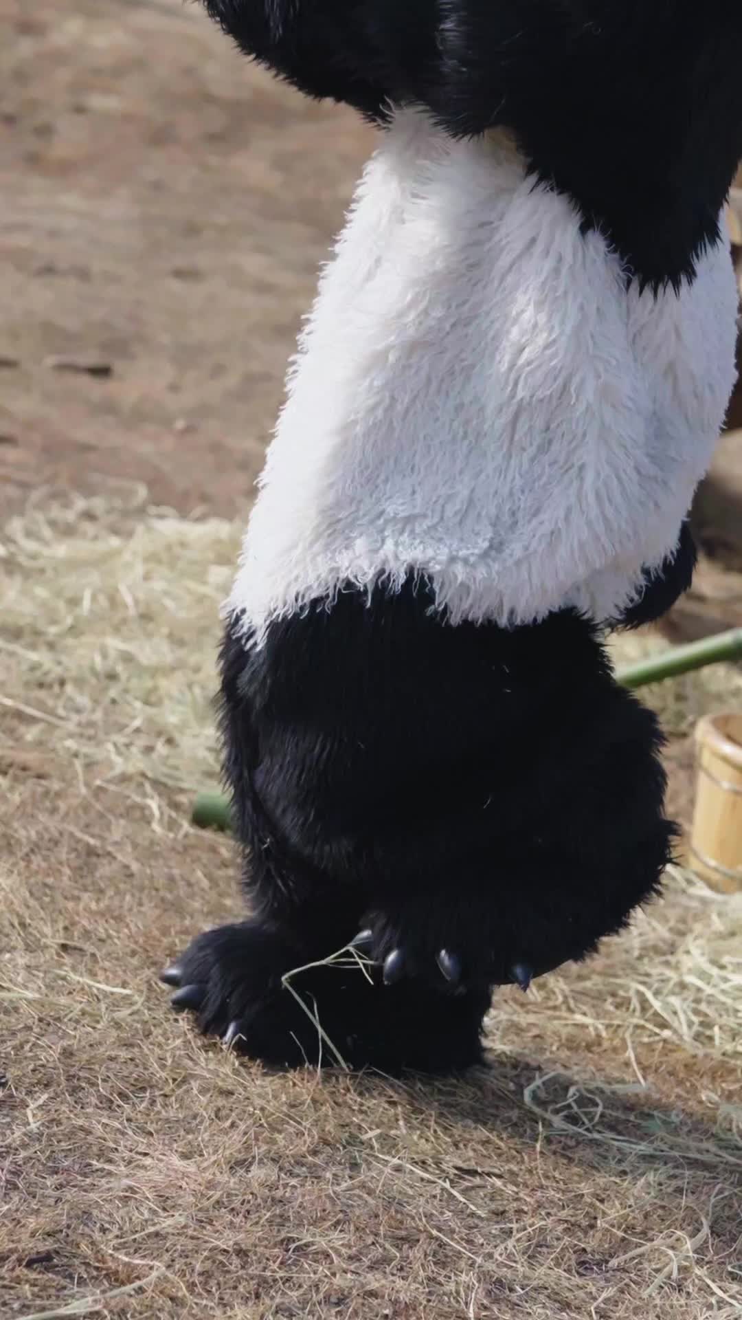Episode 5 - That Panda Is Fighting Back