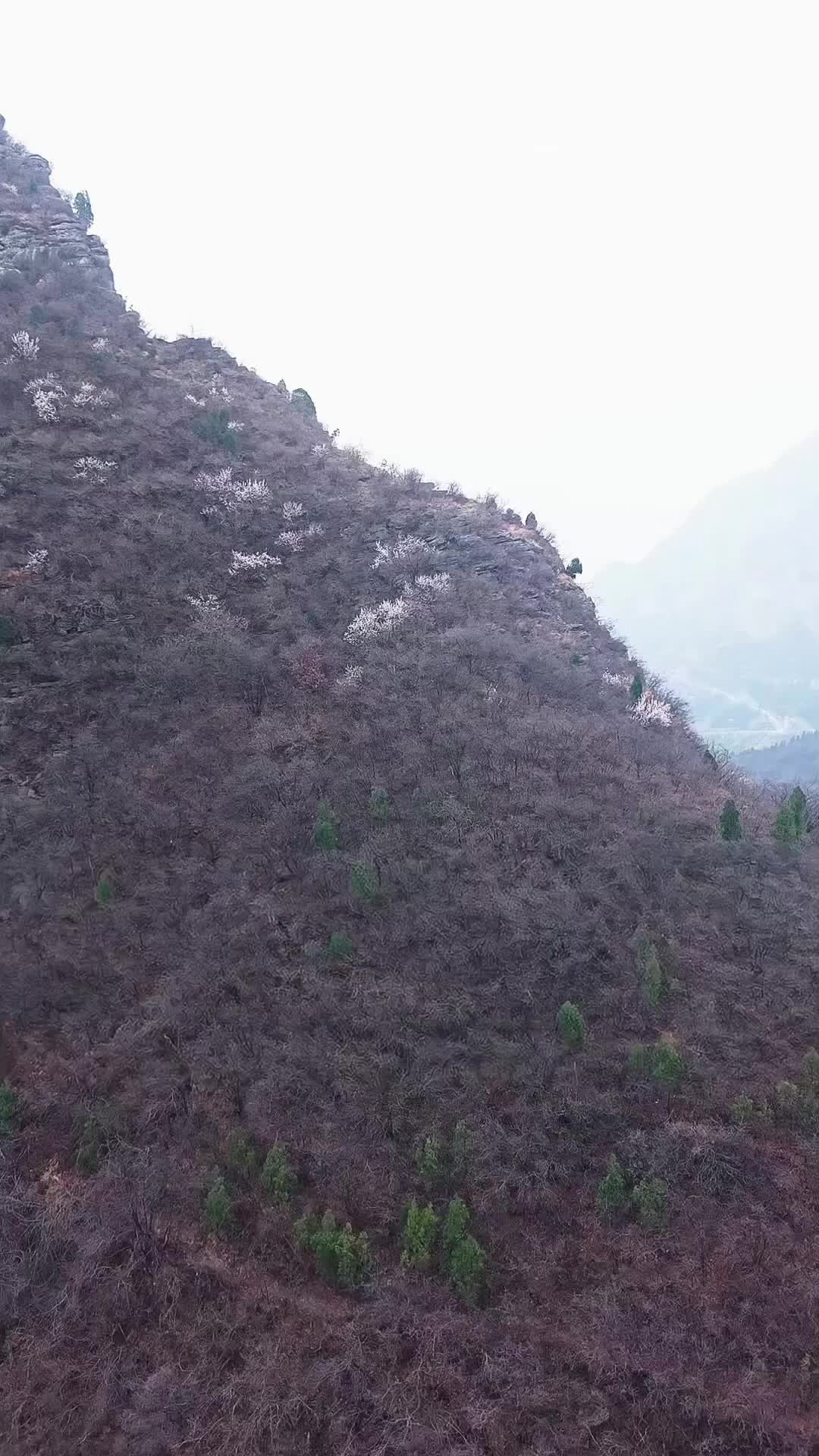 1. Bölüm - Murat, Efsanevi Şifacı Selim'i Arıyor