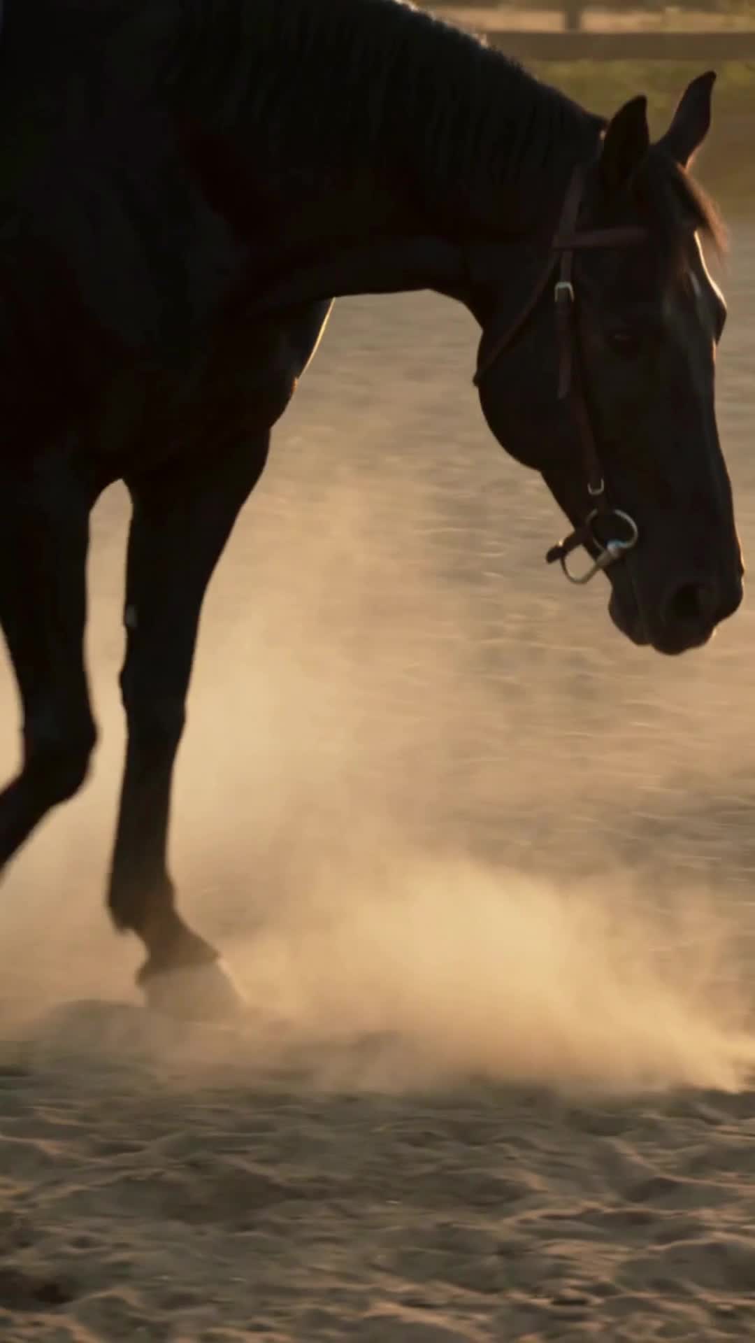 Episode 2 - Wild Hearts, Wild Stallion