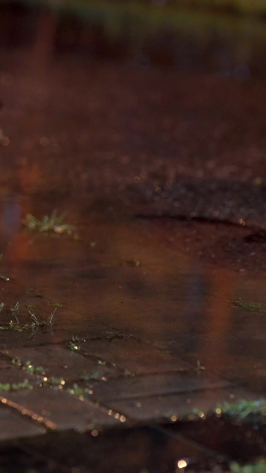 EP. 1 - พ่อหมาป่ามาทวงลูกคืน