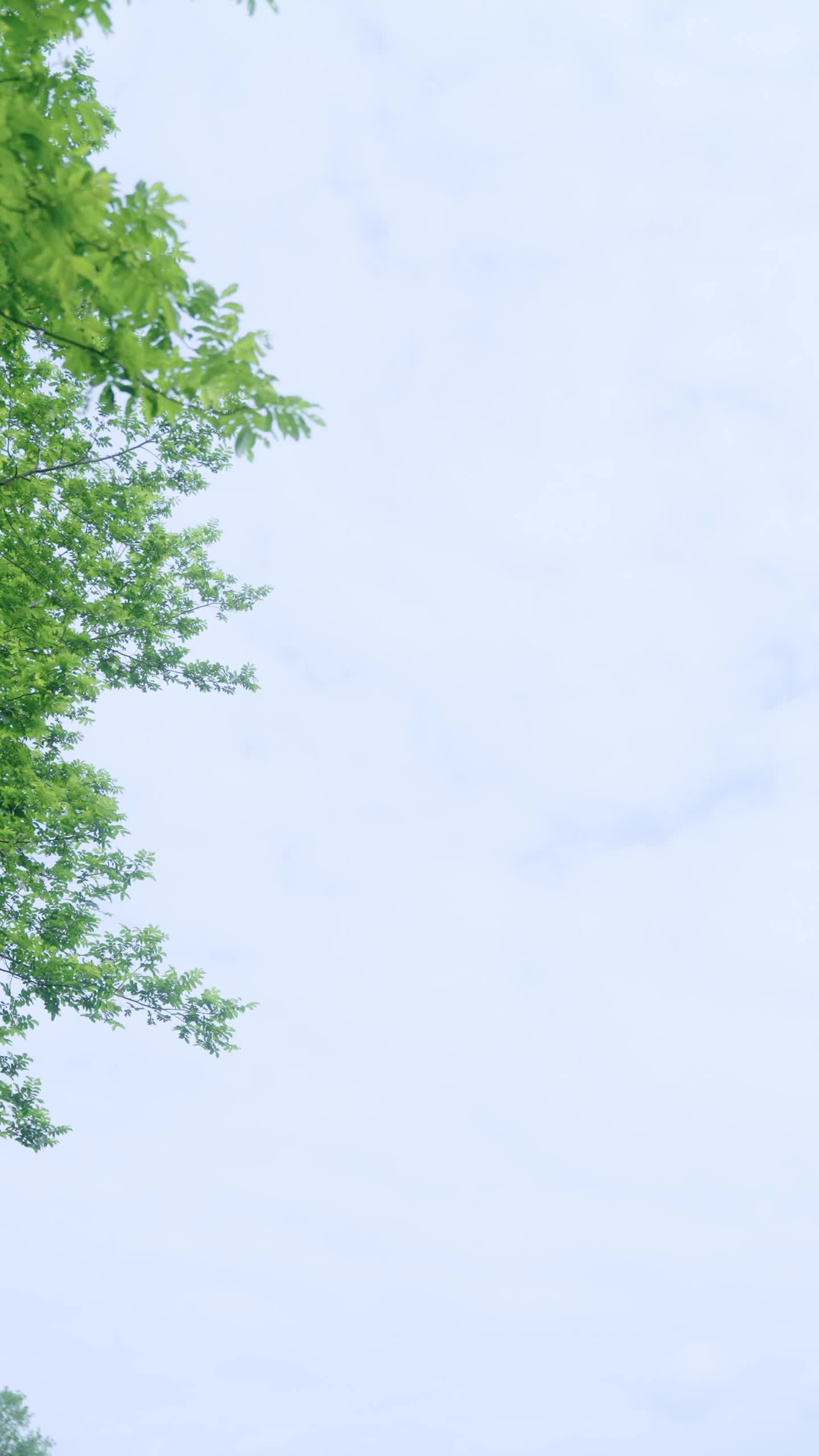 第18集 - 满门恋爱脑，唯有小师弟正的发邪