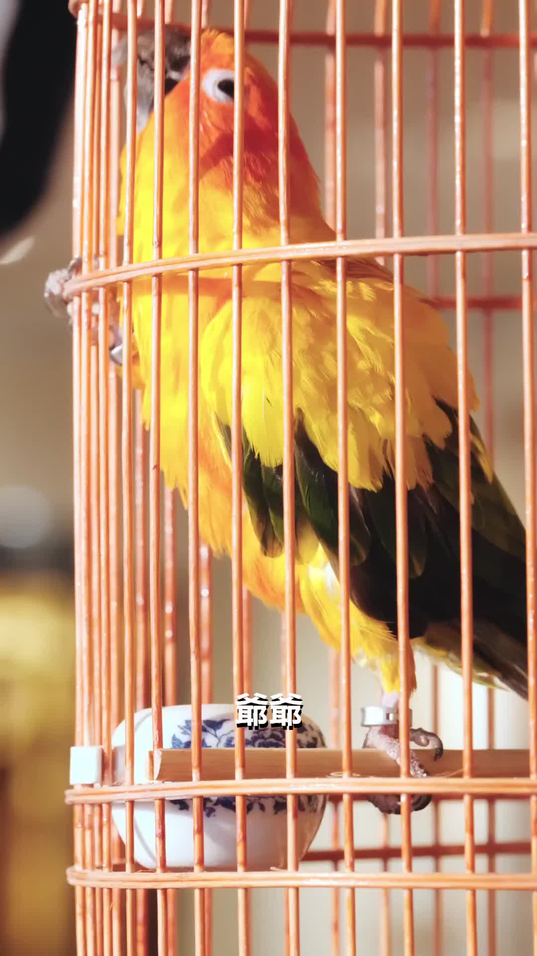 第2集 - 變成鸚鵡後，我天天教阿公做人